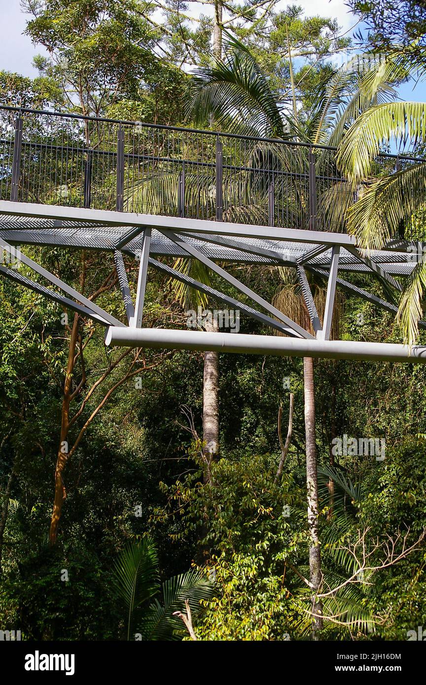 Skywalk elevated treetop walk through rainforest on Tamborine Mountain, Queensland, Australia. Tourist attraction. Steel walkways  through canopy. Stock Photo