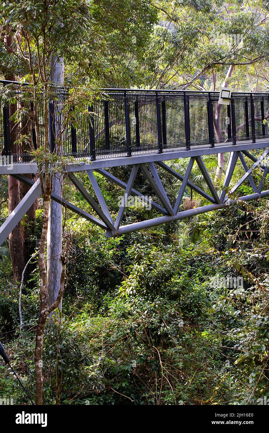 Skywalk elevated treetop walk through rainforest on Tamborine Mountain