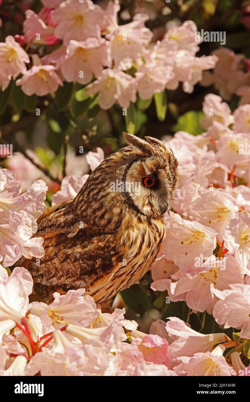 Long Eared Owl (Asio Otus) perched in Rhododendron bush Stock Photo