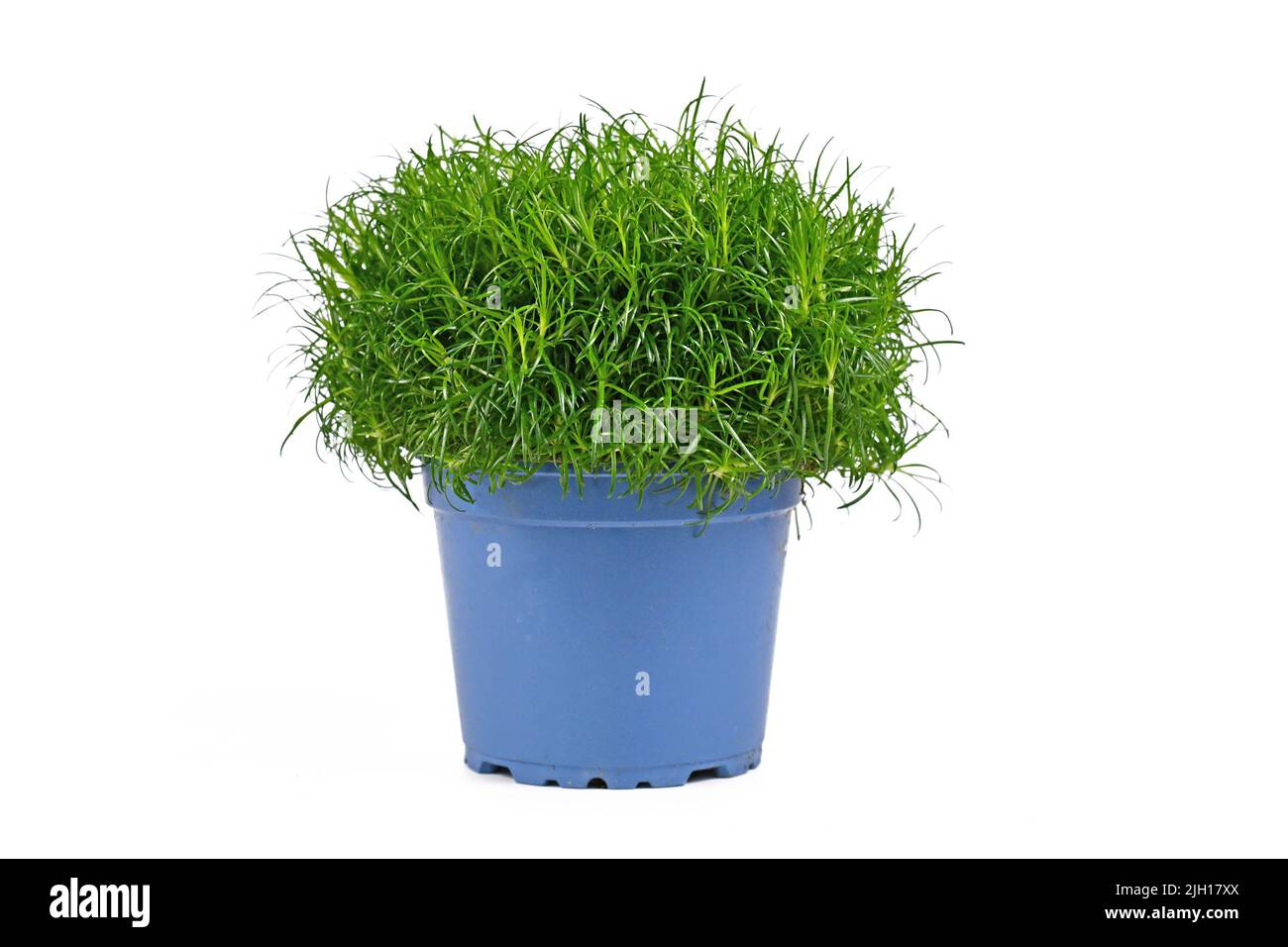 Potted 'Sagina Subulata' heath pearlwort plant on white background Stock Photo