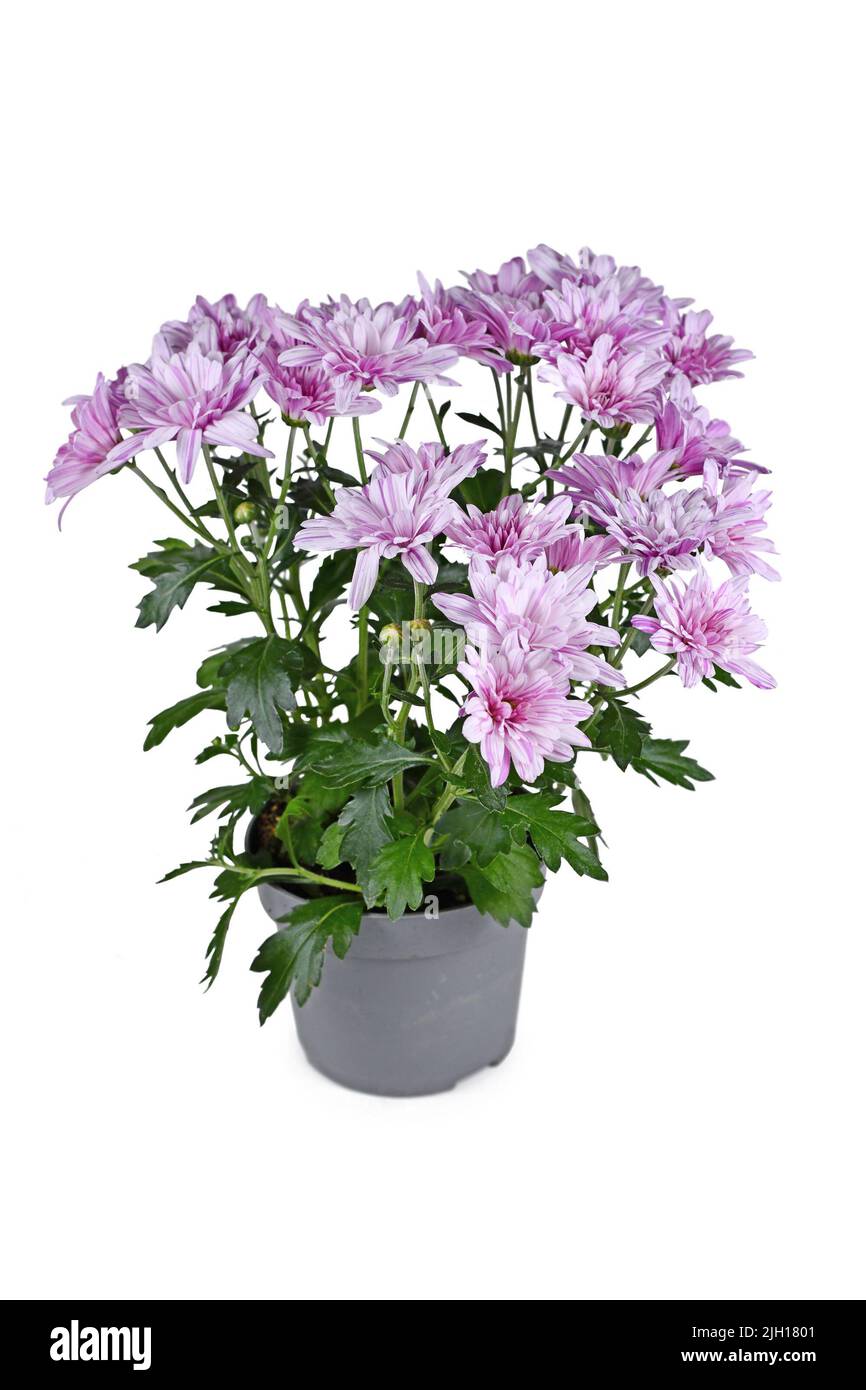 Potted striped pink and white Chrysanthemum flowers on white background Stock Photo