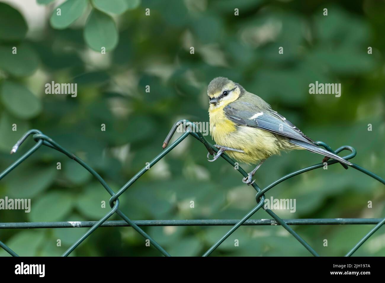 A young blue tit on a fence Stock Photo