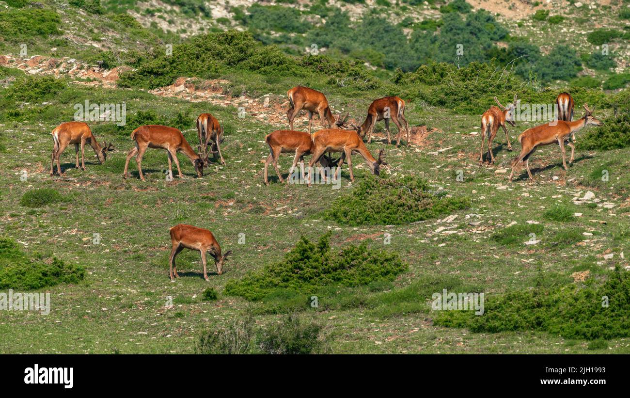 A herd of deer grazes on a mountain slope Stock Photo