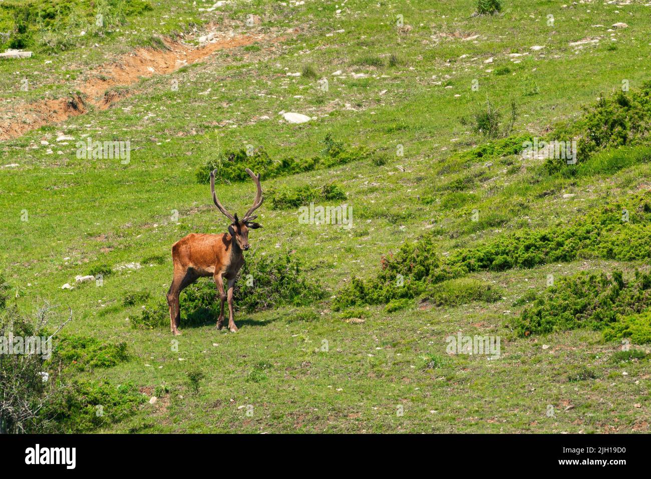 Deer graze on a mountain slope Stock Photo