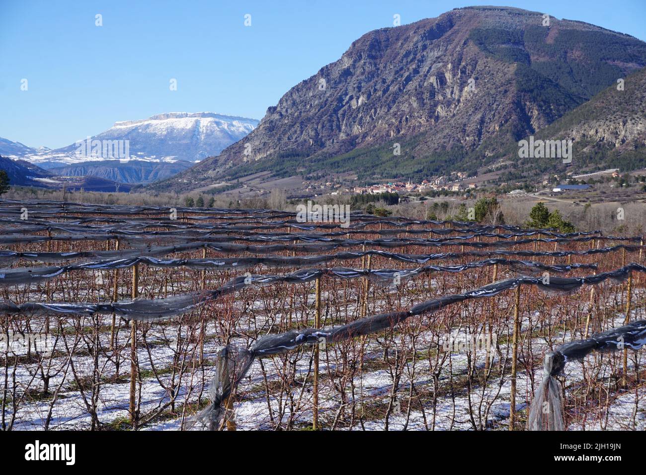 rows of fruits trees in the orchards of the southern alps france Stock Photo