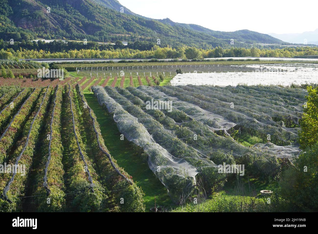 rows of fruits trees in the orchards of the southern alps france in the spring Stock Photo