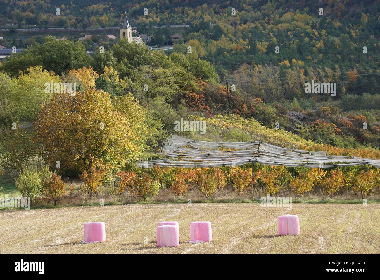 rows of fruits trees in the orchards of the southern alps france in the fall Stock Photo