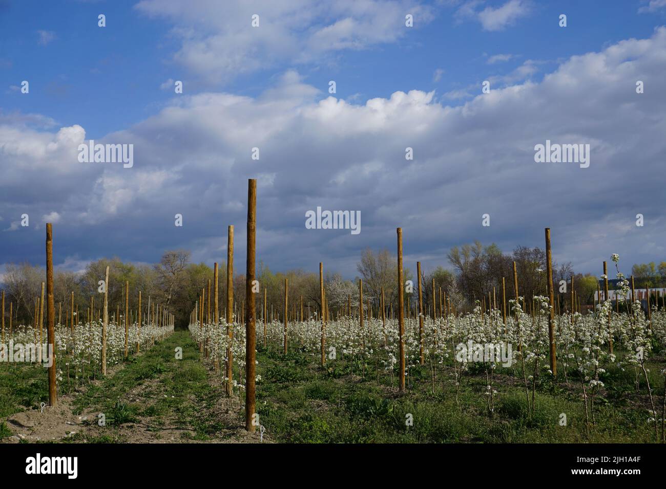 rows of fruits trees in the orchards of the southern alps france in the spring flowering Stock Photo
