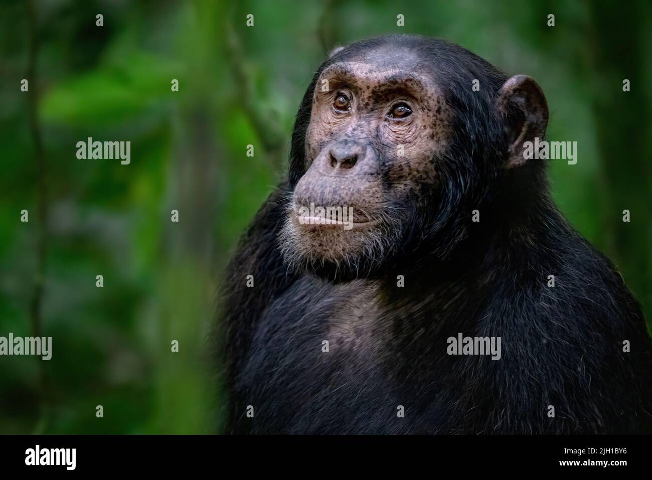 Adult chimpanzee, pan troglodytes, in the tropical rainforest of Kibale National Park, western Uganda. The park conservation programme means that some Stock Photo