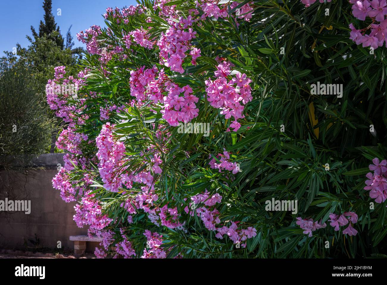 View of pink Nerium oleander in the sun in summer Stock Photo