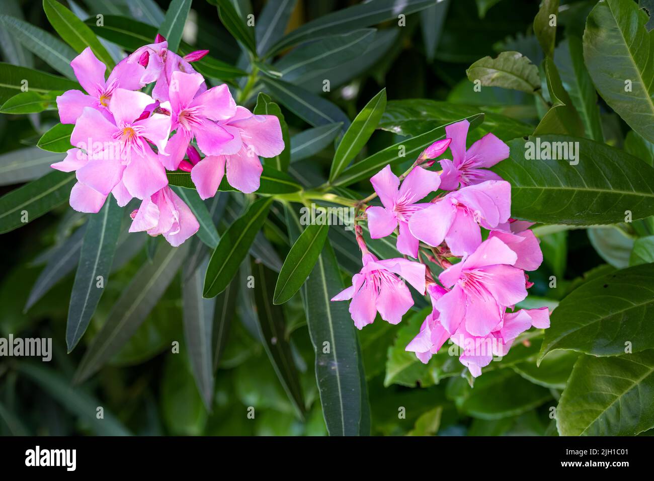 Pink Nerium oleander in the sun, close up Stock Photo