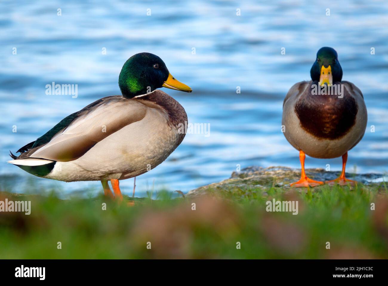 Male mallards on the river Main, Frankfurt am Main, Germany Stock Photo