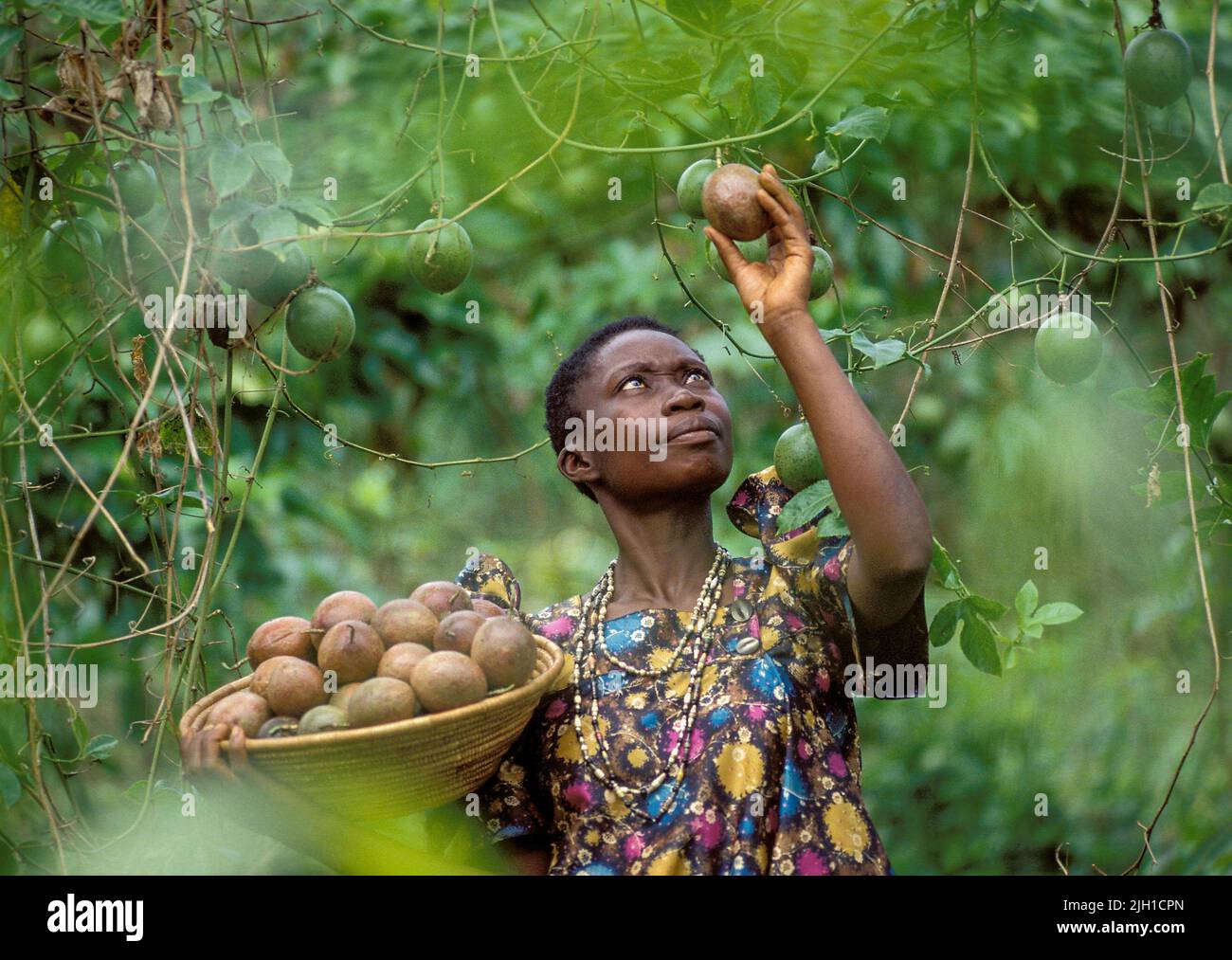Uganda, Kampala region; woman showing basket filled with passion fruits