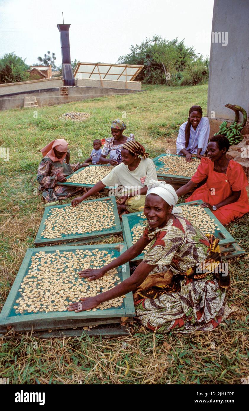 Uganda; women drying banana crisps at a solar dryer Stock Photo Alamy