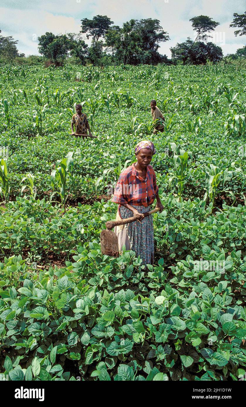 Intercropping beans hi-res stock photography and images - Alamy