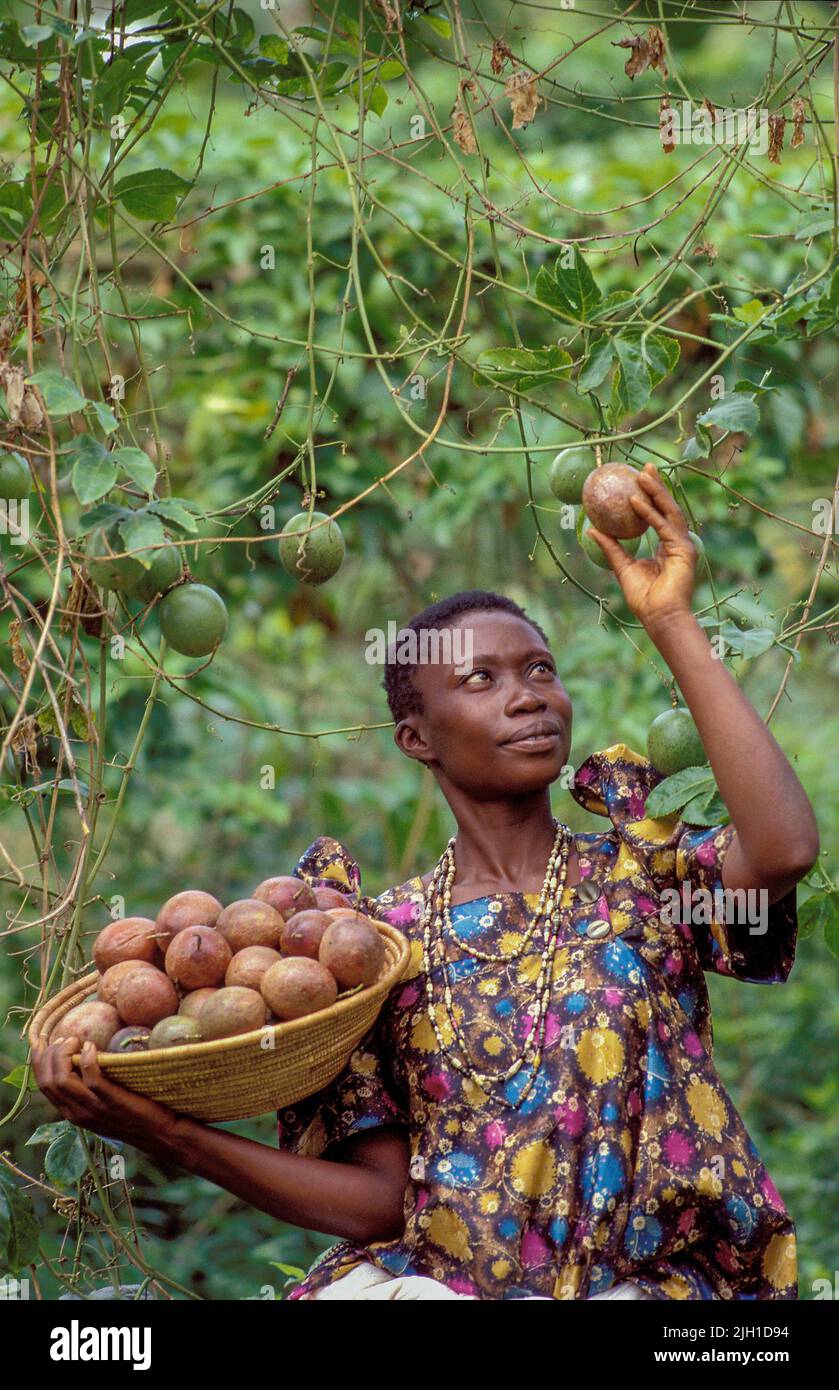 Uganda, Kampala region; woman showing basket filled with passion fruits