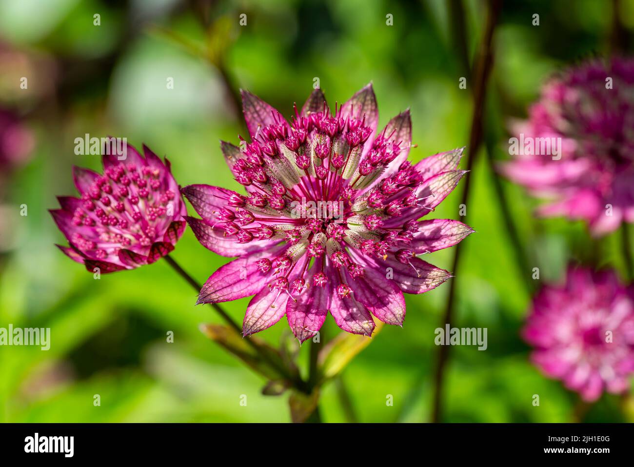 Astrantia major Gill Richardson Group a summer autumn fall flowering plant with a crimson red summertime flower commonly known as great black masterwo Stock Photo