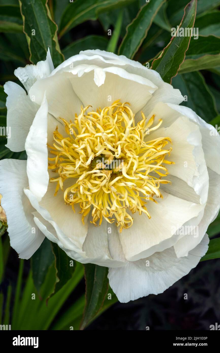 Peony 'Lotus Queen' (paeonia) a spring summer flowering plant with a white springtime flower, stock photo image Stock Photo