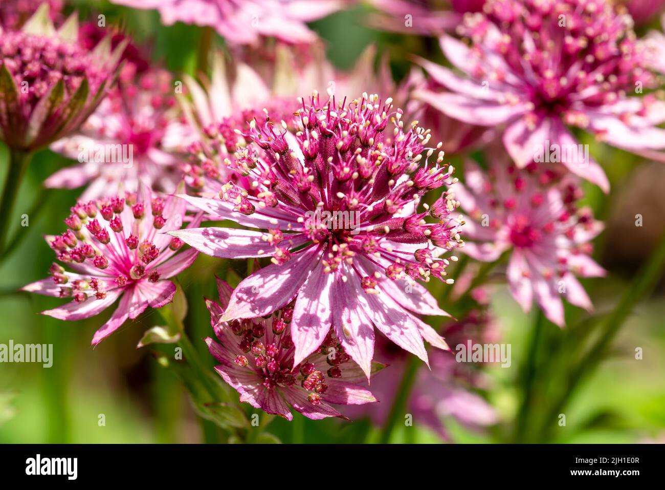 Astrantia major 'Roma'  a summer autumn fall flowering plant with a pink red summertime flower commonly known as great black masterwort, stock photo i Stock Photo