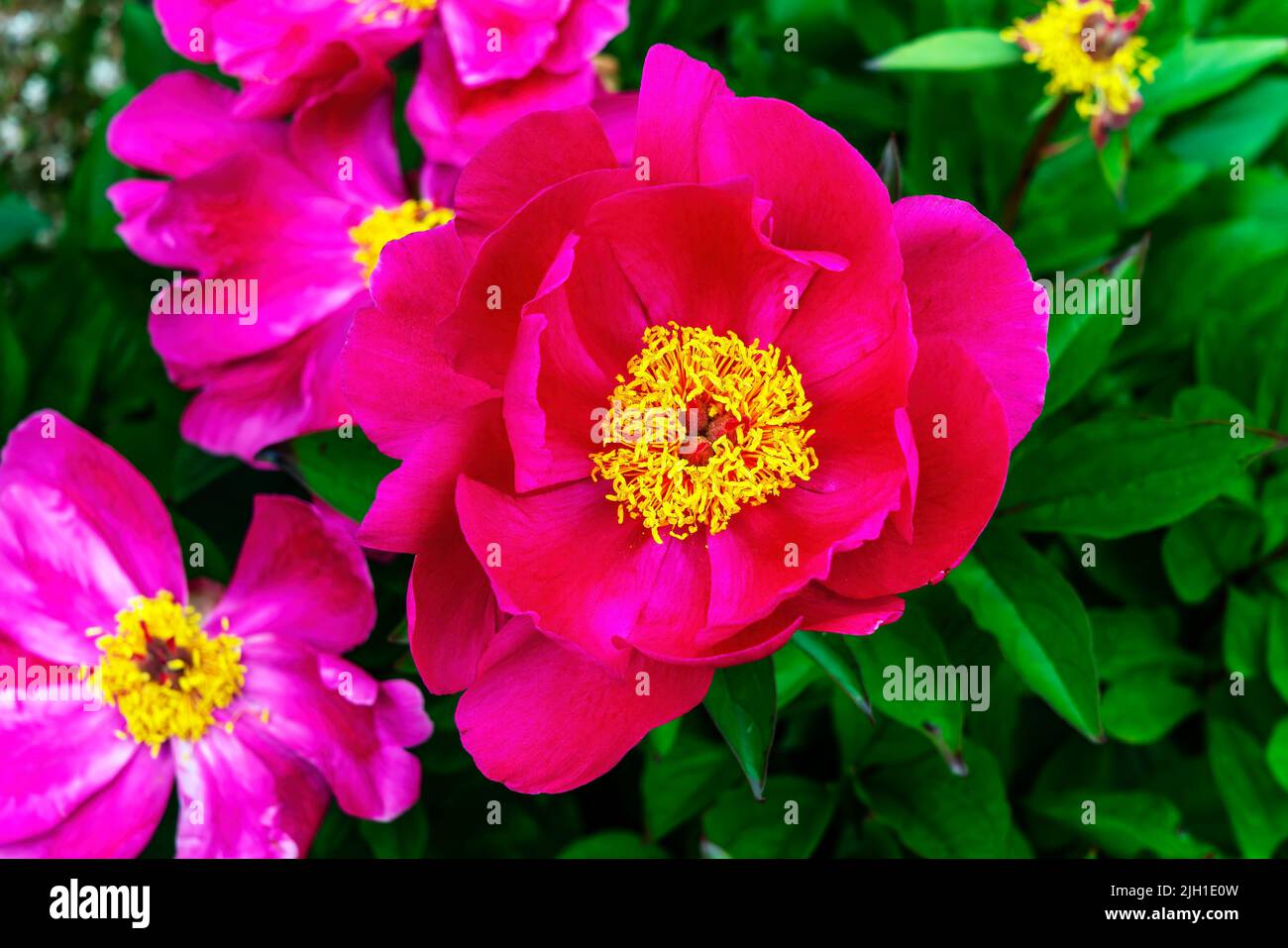 Peony 'Mistral' (paeonia) a spring summer flowering plant with a red pink springtime flower, stock photo image Stock Photo