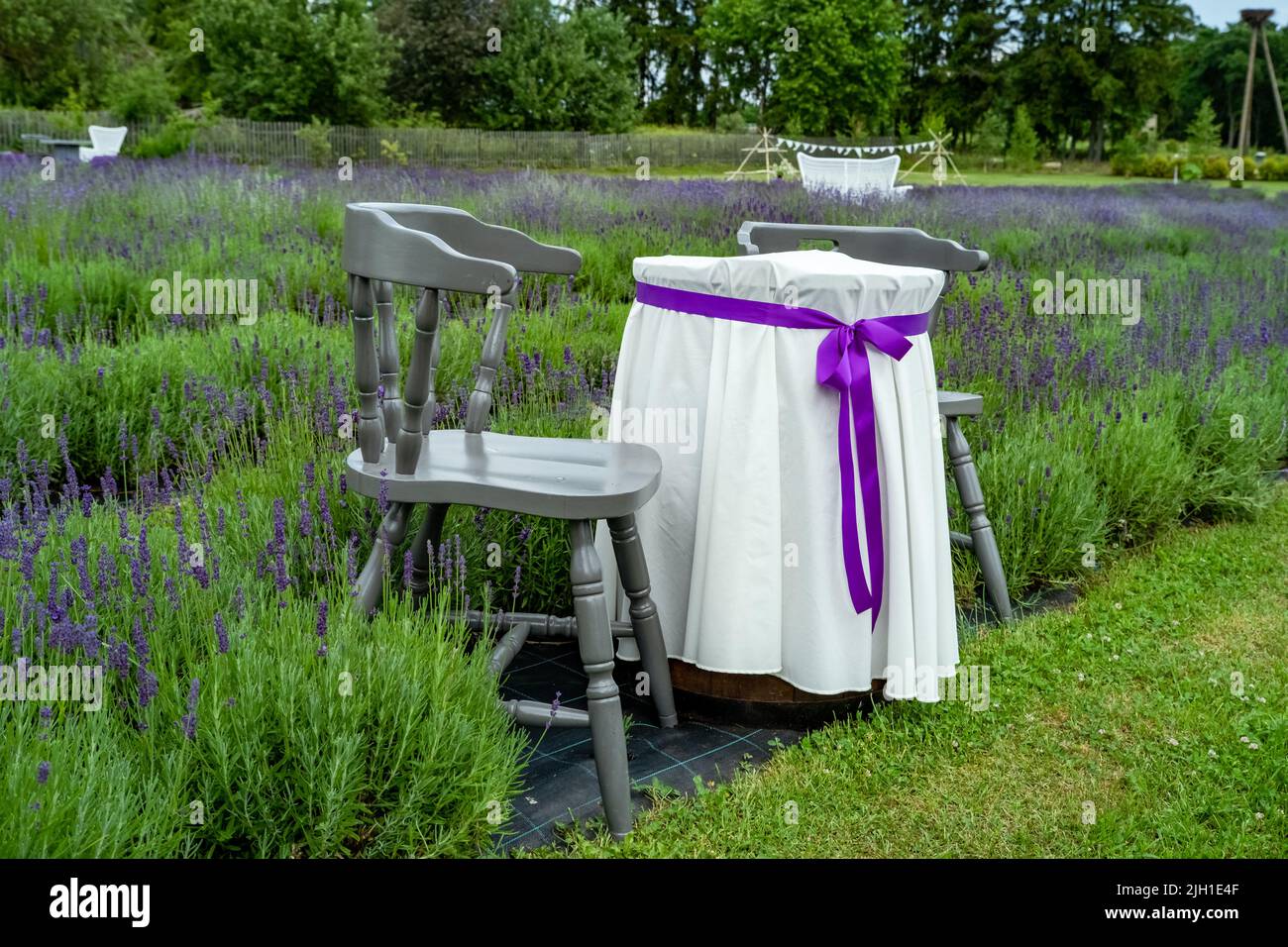 Furniture folding table and chairs for outdoor recreation in a blooming lavender field with a vase of lavender on the table. Background of a natural l Stock Photo