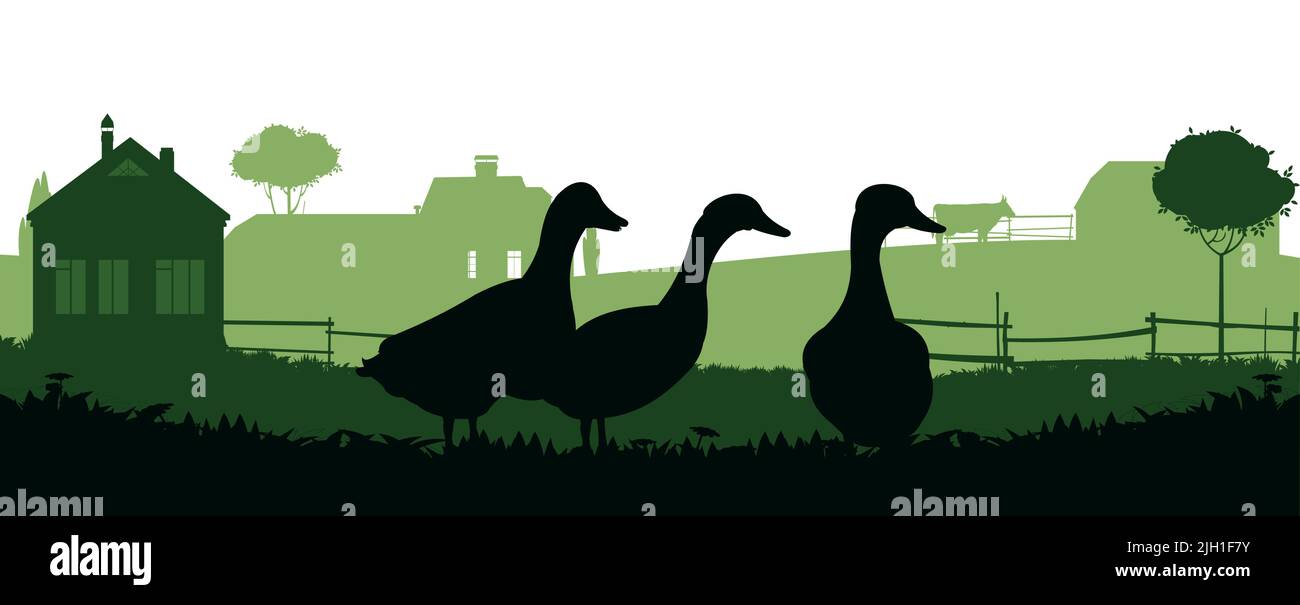 Ducks graze in pasture. Picture silhouette. Farm pets. Domestic poultry. Rural landscape with farmer house. Isolated on white background. Vector Stock Vector