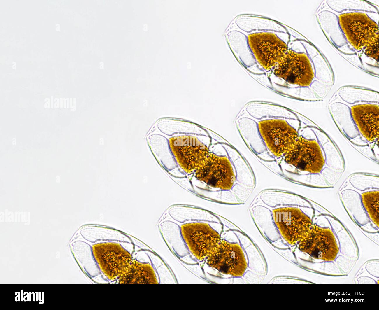Amphora sp. algae under microscopic view pattern, Diatoms
