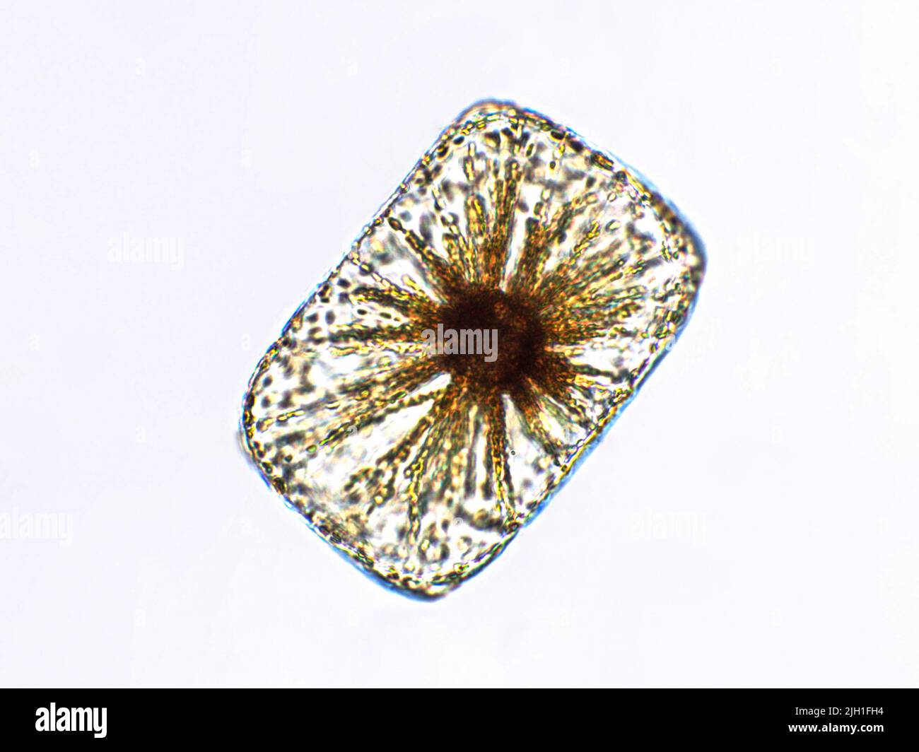 Algae under microscopic view Stock Photo