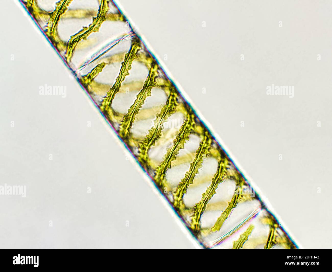 Spirogyra sp. algae under microscopic view, Chlorophyta Stock Photo