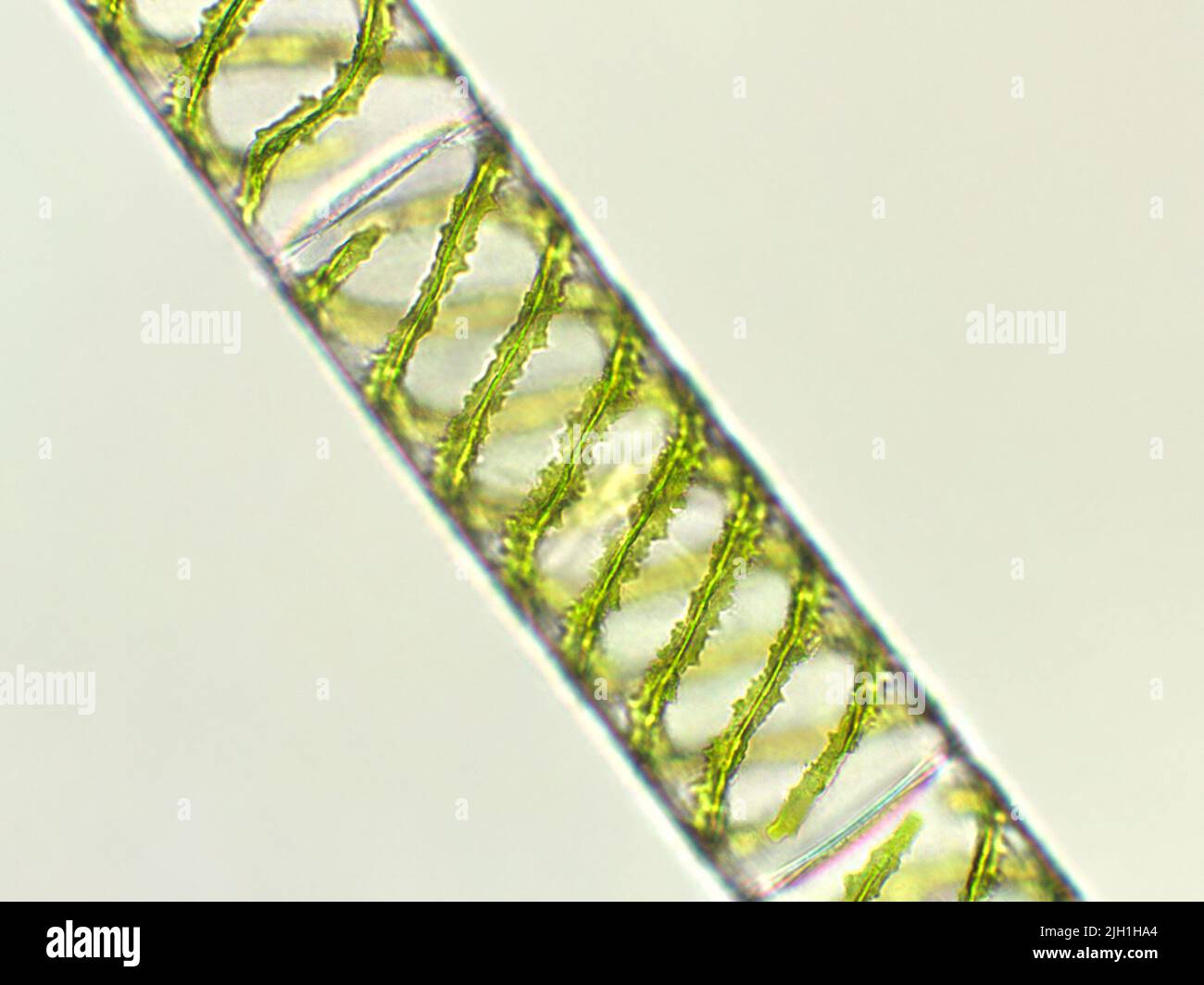 Spirogyra sp. algae under microscopic view, Chlorophyta Stock Photo