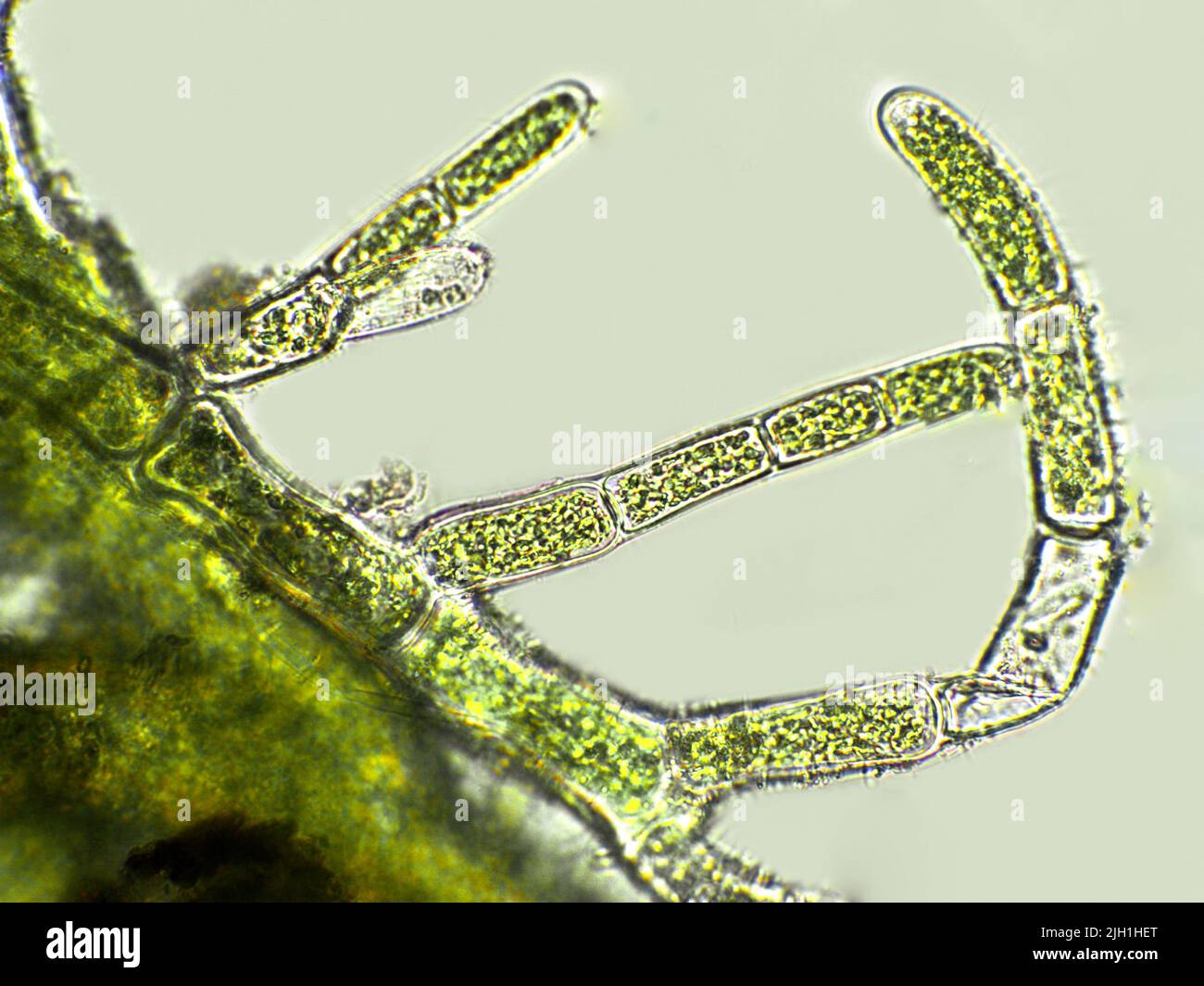 Cladophora sp. algae under microscopic view, Filamentous green algae Stock Photo