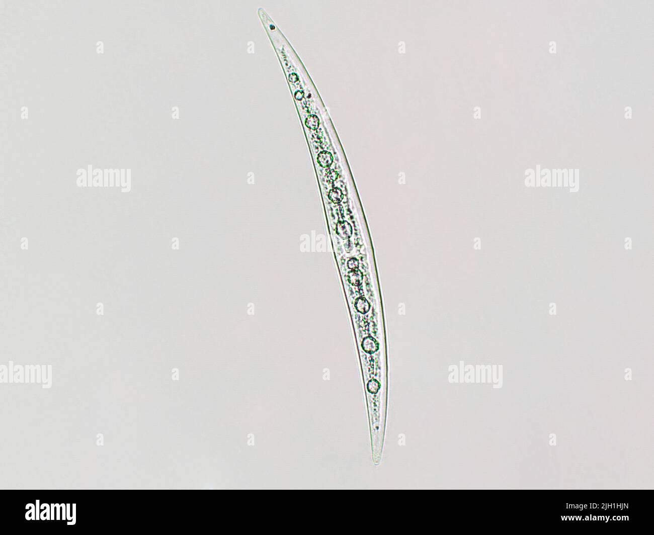 Closterium sp. Charophyta algae under microscopic view x40, Green algae Stock Photo