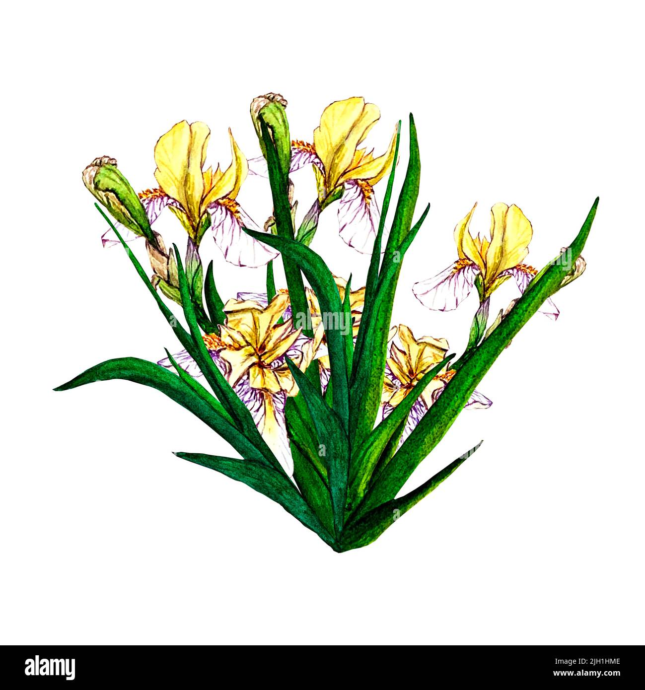 Iris flower drawing Cut Out Stock Images & Pictures - Alamy