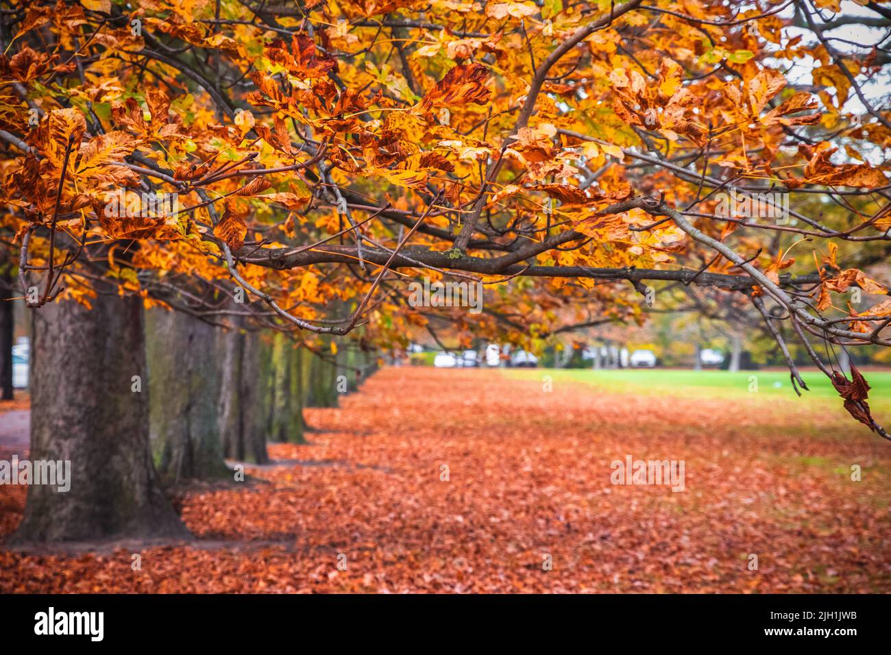 Seasonal landscape, autumn scene in Greenwich park, London Stock Photo
