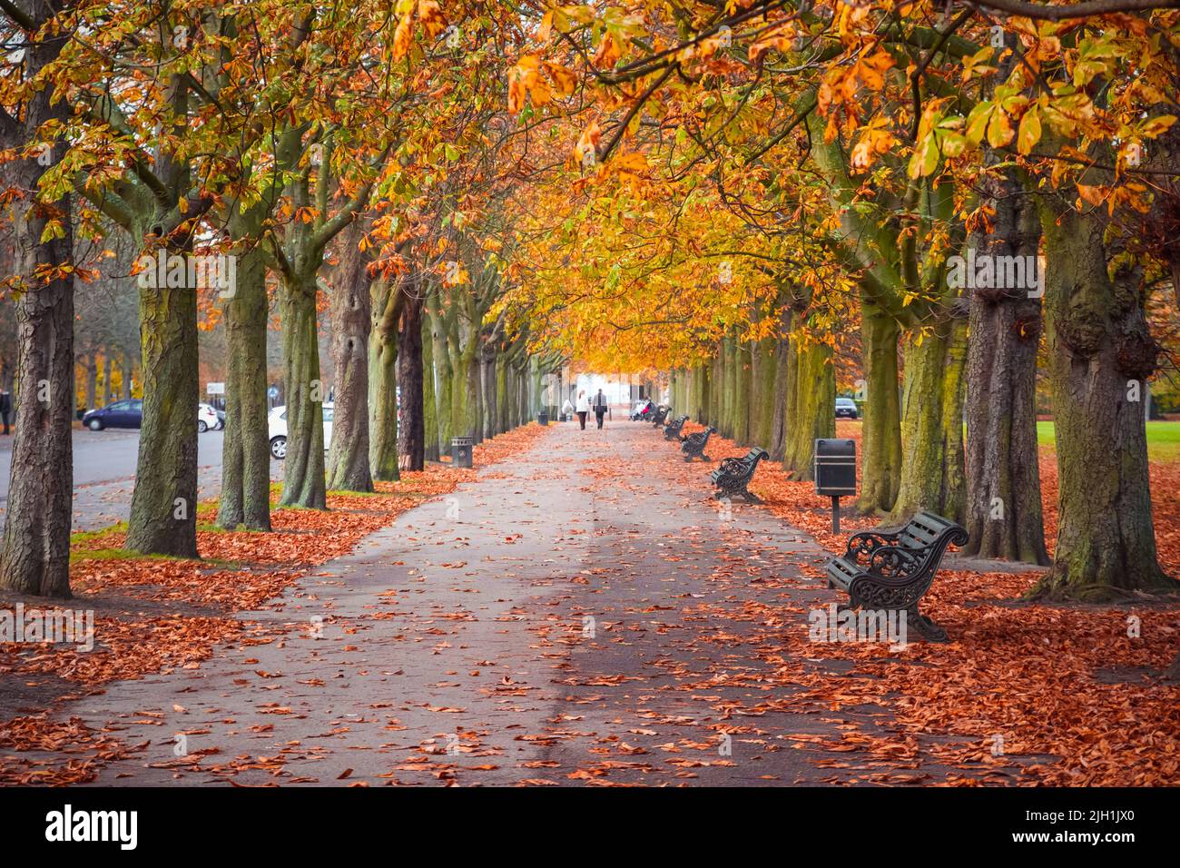 Seasonal landscape, autumn scene in Greenwich park, London Stock Photo ...