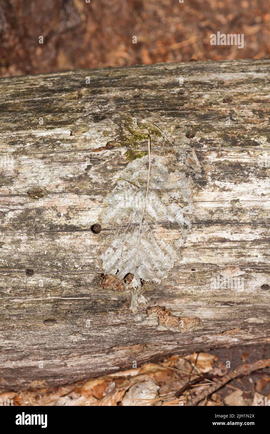 Bark beetles in a tree Stock Photo Alamy