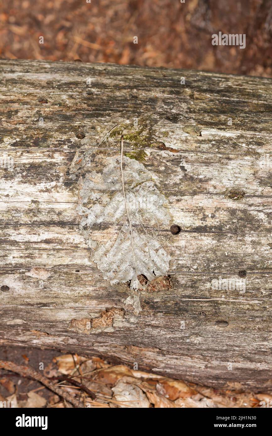Bark beetles in a tree Stock Photo - Alamy