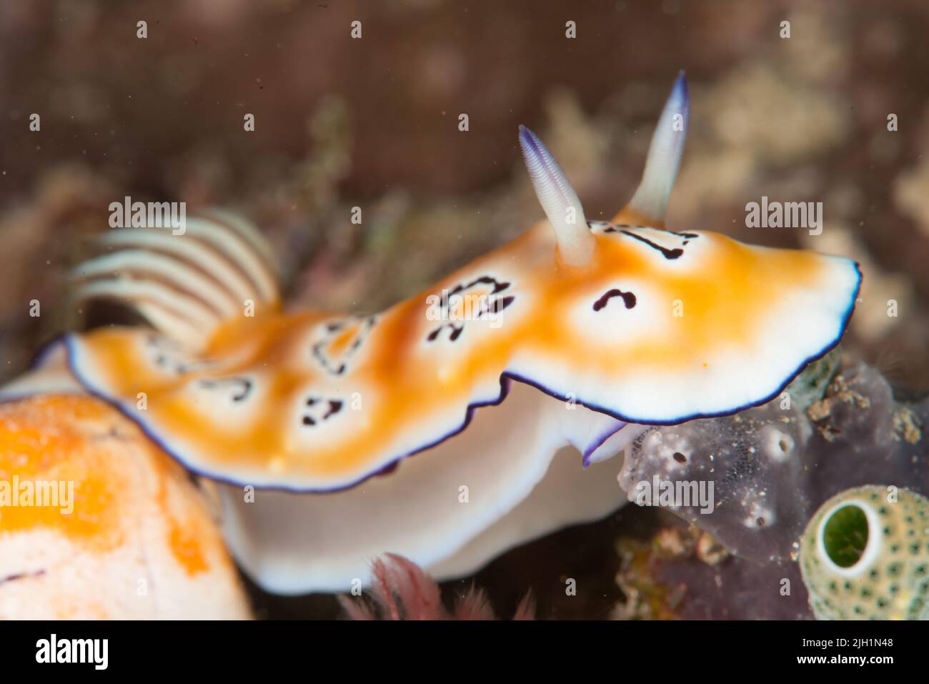 Nudibranch - Underwater wildlife Stock Photo