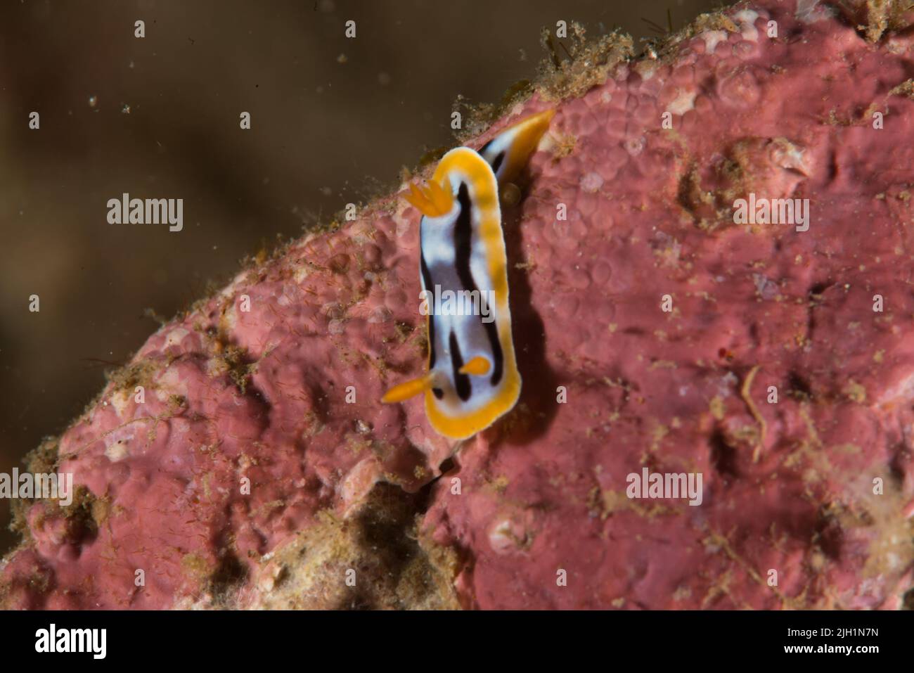 Nudibranch - Underwater wildlife Stock Photo