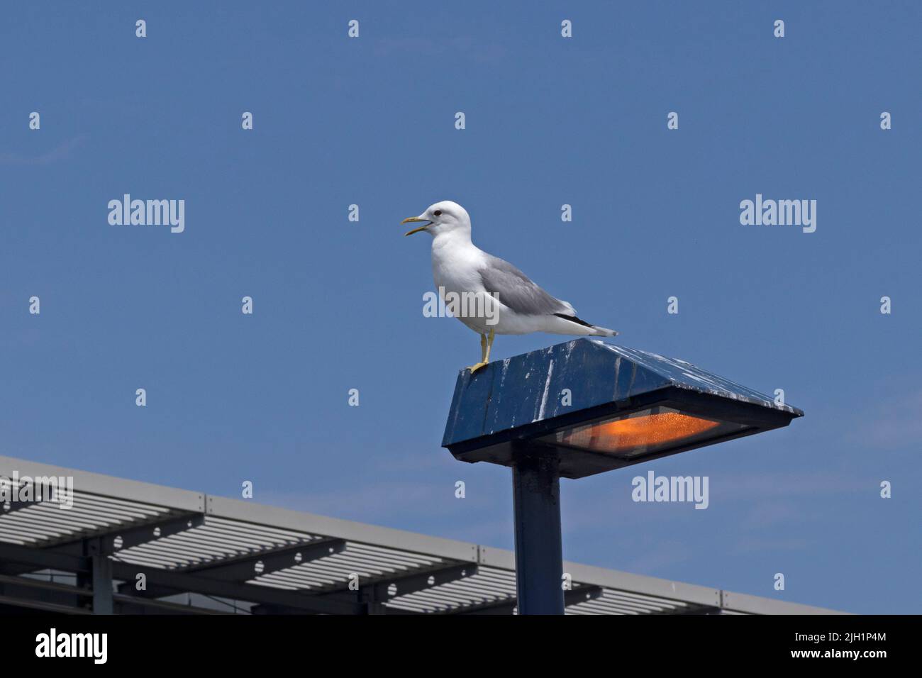 seagull sitting on lamp, Travemünde, Lübeck, Schleswig-Holstein, Germany Stock Photo