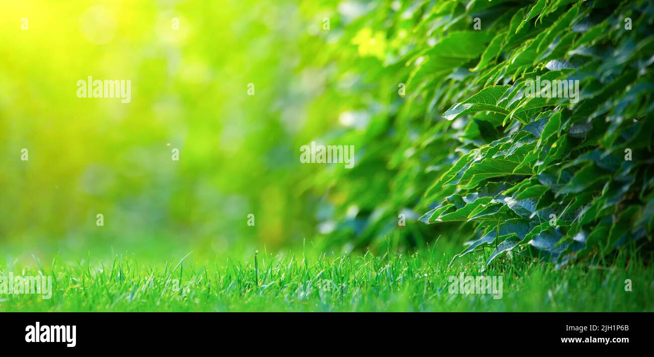 Wild grape leaves and lawn Nature background Stock Photo - Alamy