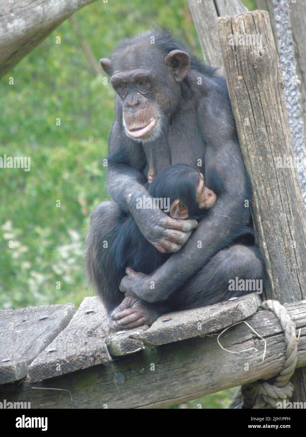 The vertical view of a Chimpanzee primate with her baby Stock Photo - Alamy
