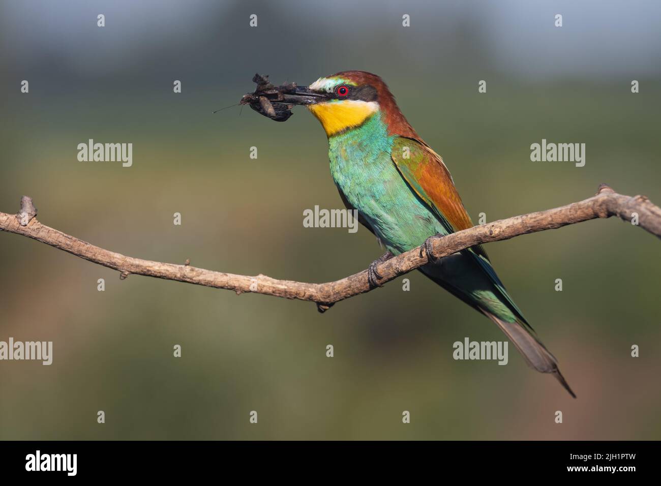 bee-eater with a butterfly in its beak Stock Photo