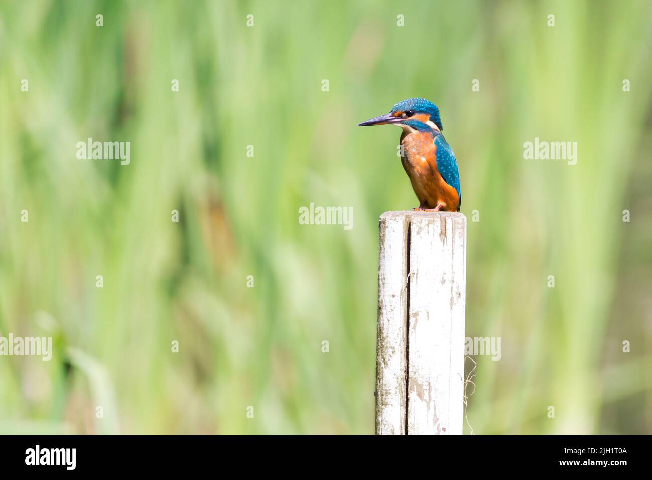 Kingfisher (alcedo atthis) on post electric blue back iridescent blue head and wings with orange breast cheeks and underside and long dagger like bill Stock Photo
