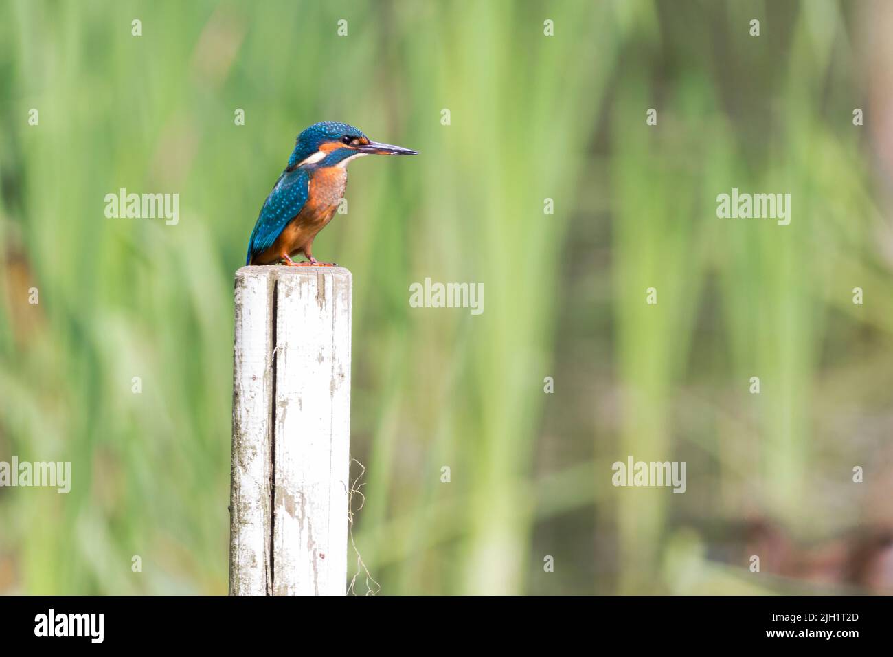Kingfisher (alcedo atthis) on post electric blue back iridescent blue head and wings with orange breast cheeks and underside and long dagger like bill Stock Photo