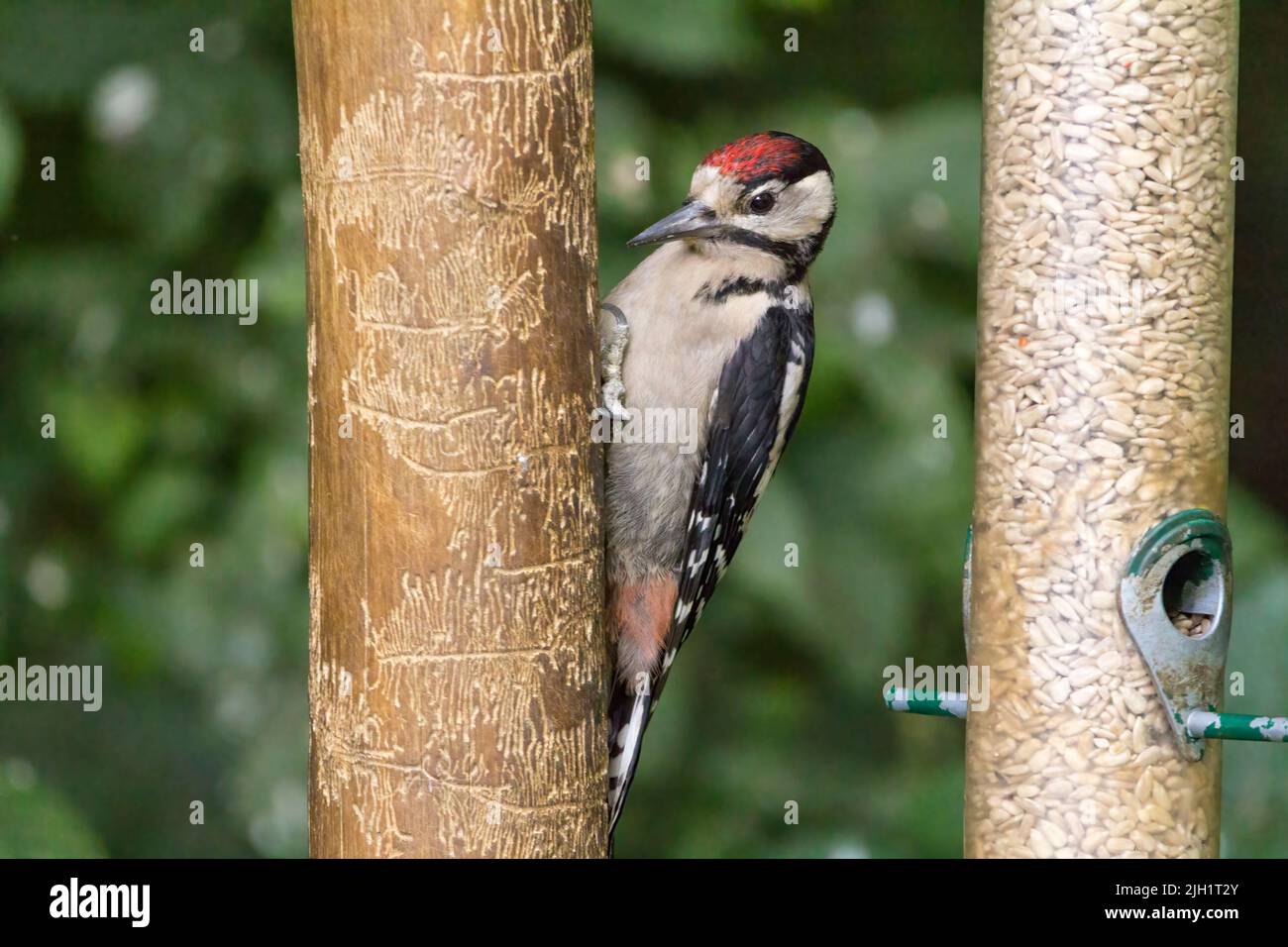 Juvenile great spotted woodpecker (dendrocopus major) black and white bird with red crimson cap and undertail vent dagger like dark bill in bird hide Stock Photo