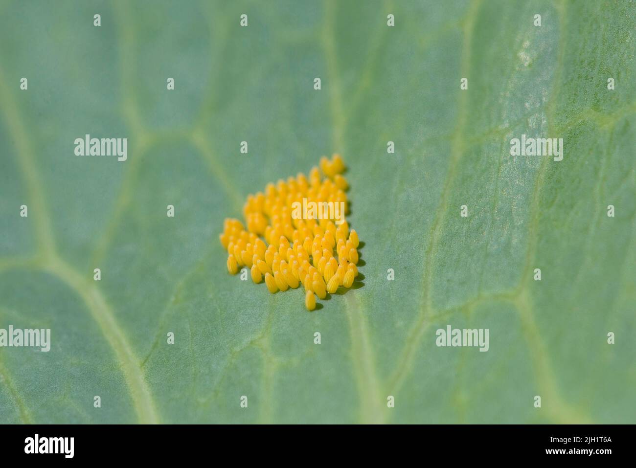 Eggs of the Large White butterfly (Pieris brassicae), laid on the underside of a cabbage leaf . The species is also known as the cabbage white. Stock Photo
