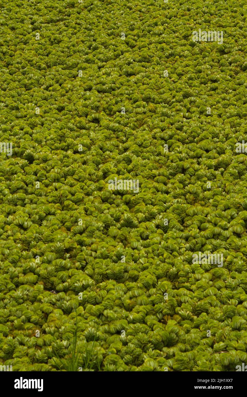 A vertical shot of salvinia auriculata on the surface of river Stock Photo