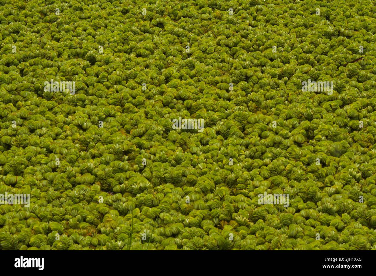 A closeup shot of salvinia auriculata on the surface of river Stock Photo