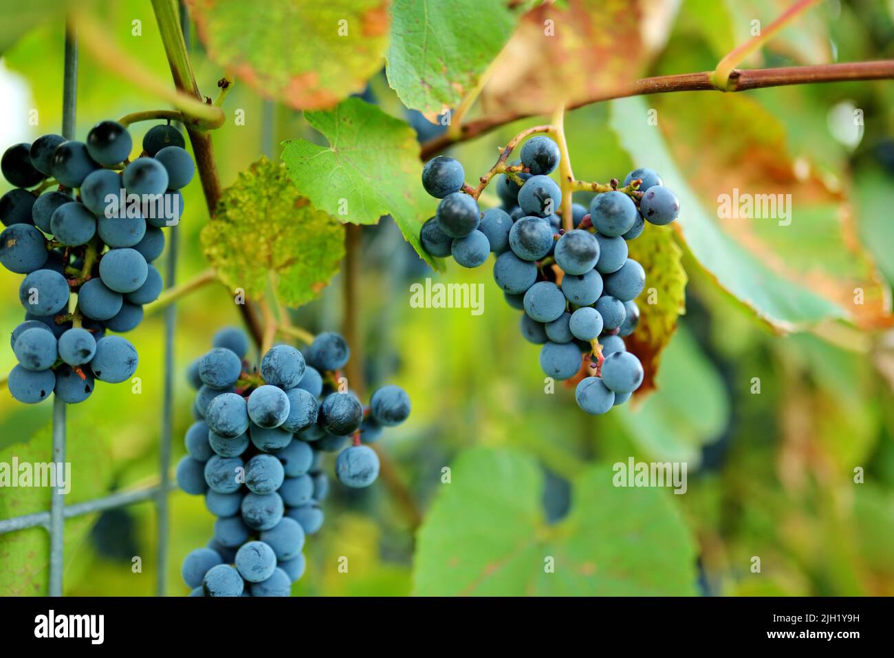 https://c8.alamy.com/comp/2JH1Y9H/small-bunch-of-grapes-at-sunset-in-autumn-harvest-ripe-grapes-in-fall-2JH1Y9H.jpg